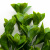 Трава искусственная -1, шт (эвкалипт лист 32 см/8 см)				 - купить в Артеме. Цена: 169.93 руб.