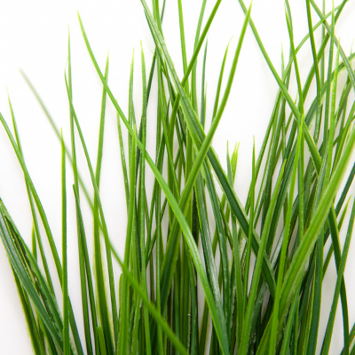 Трава искусственная -4, шт  (осока 50 см/8 см  7 листов)				 - купить в Артеме. Цена: 130.73 руб.